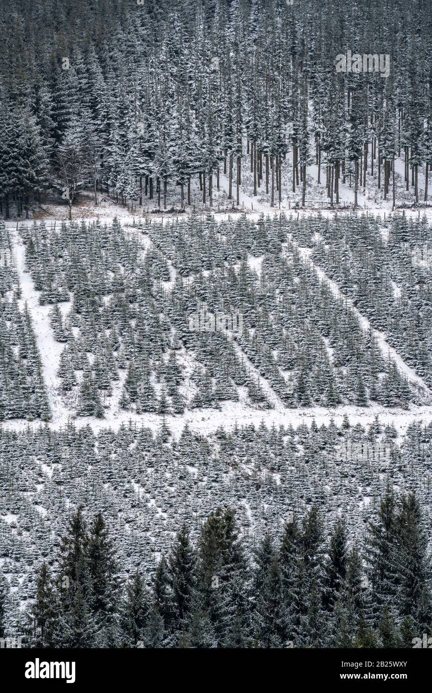 Tree protection, Christmas trees, Tree nursery, young fir trees in
