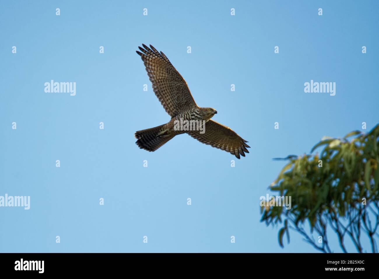Australian goshawk hi-res stock photography and images - Alamy