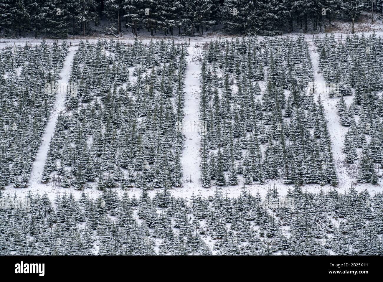 Tree protection, Christmas trees, Tree nursery, young fir trees in