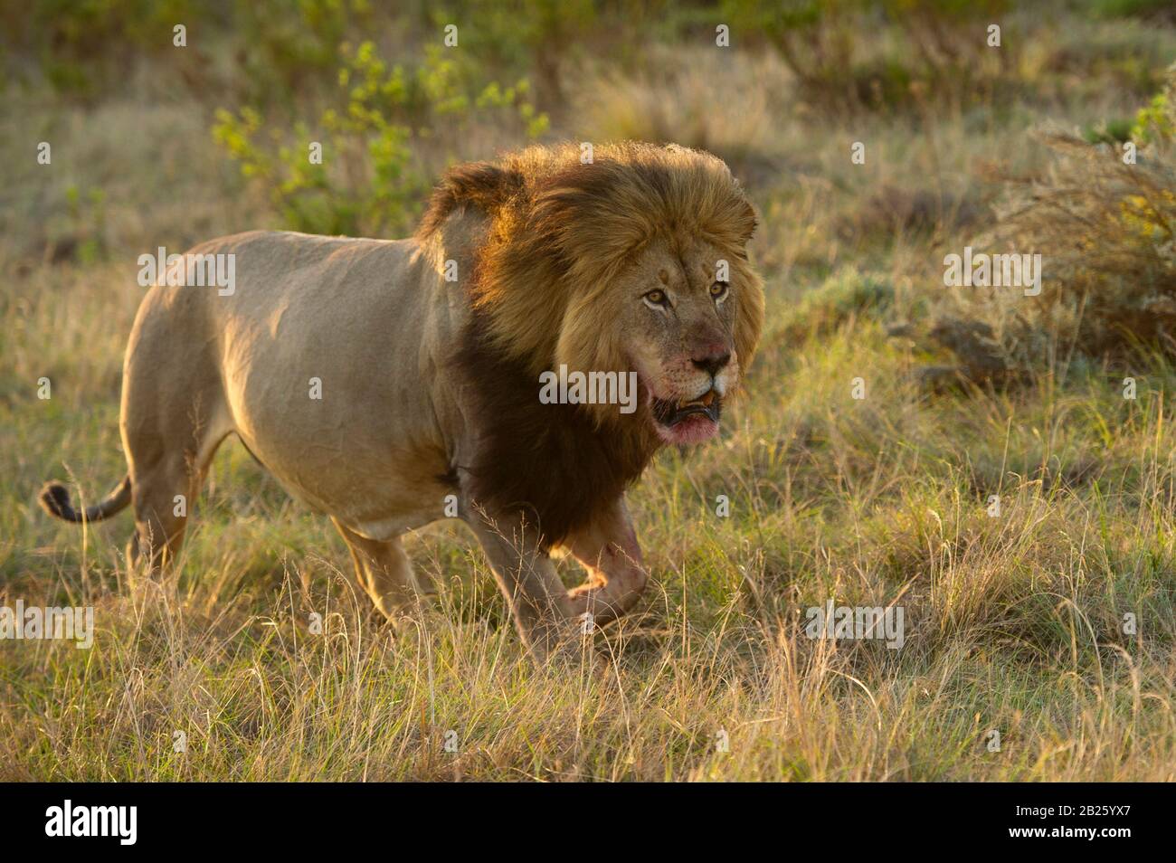 Male lion, Panthera leo, Gondwana Game Reserve, South Africa Stock ...