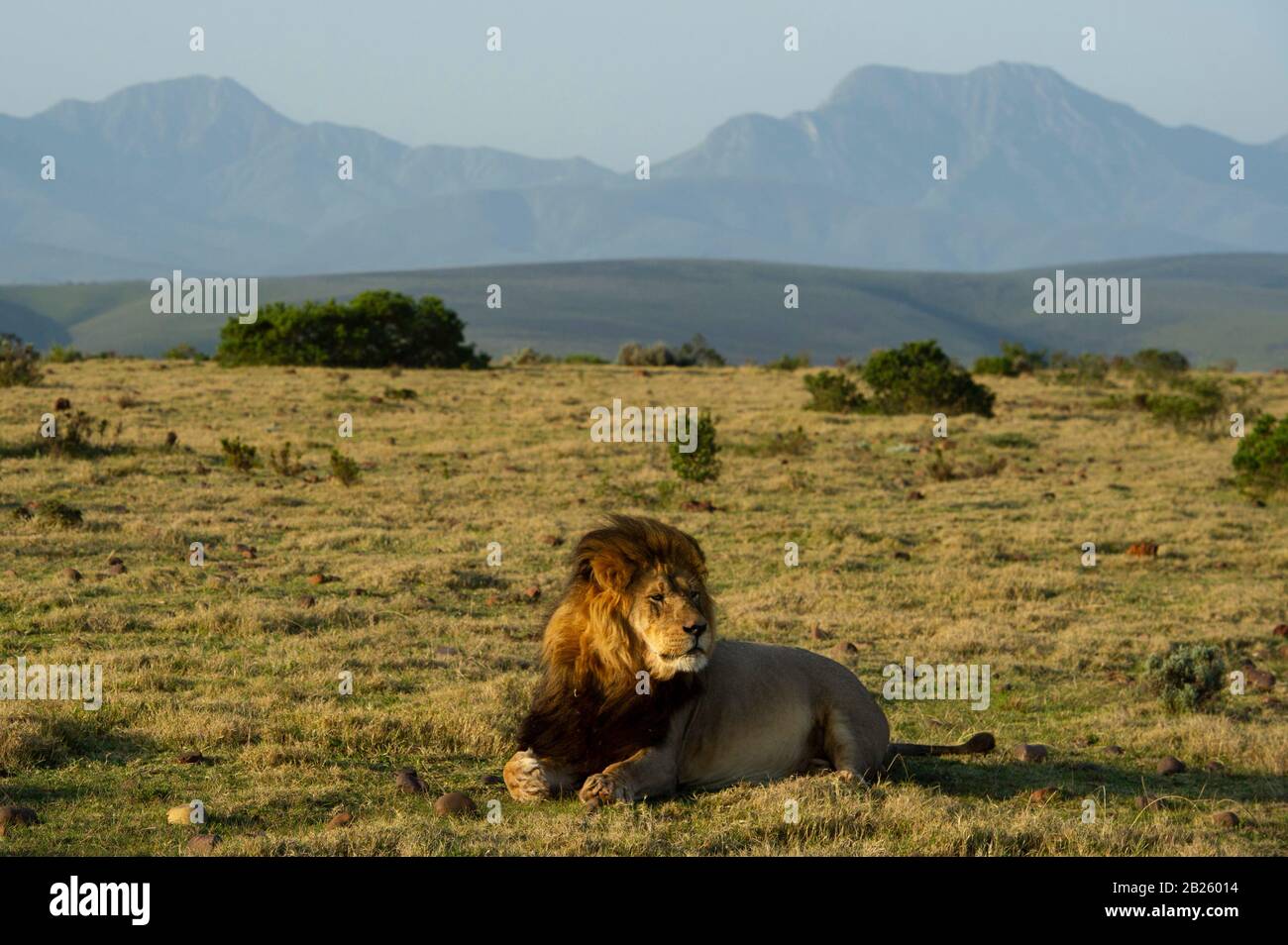 Lion south africa scenery hi-res stock photography and images - Alamy