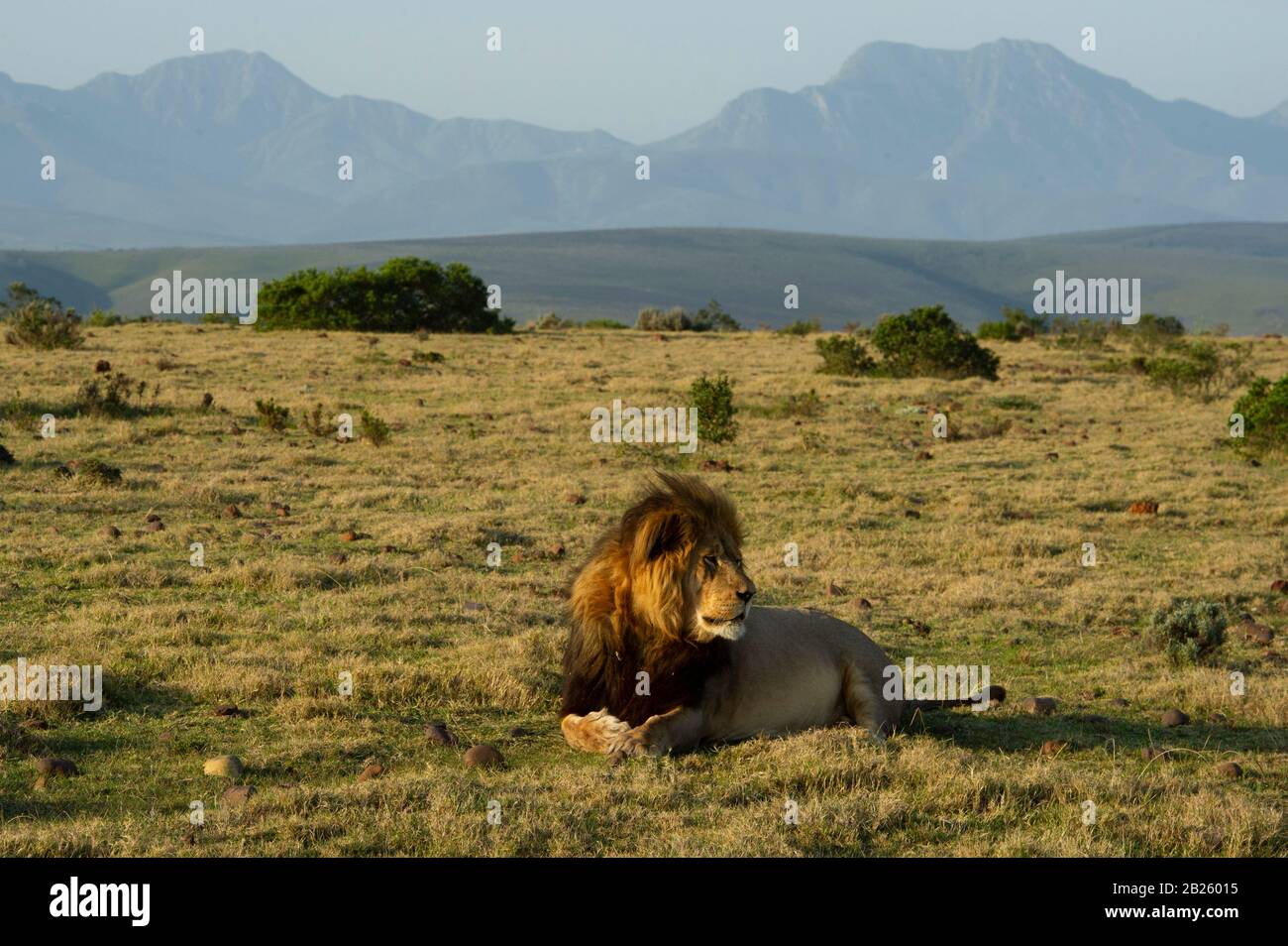 Lion south africa scenery hi-res stock photography and images - Alamy