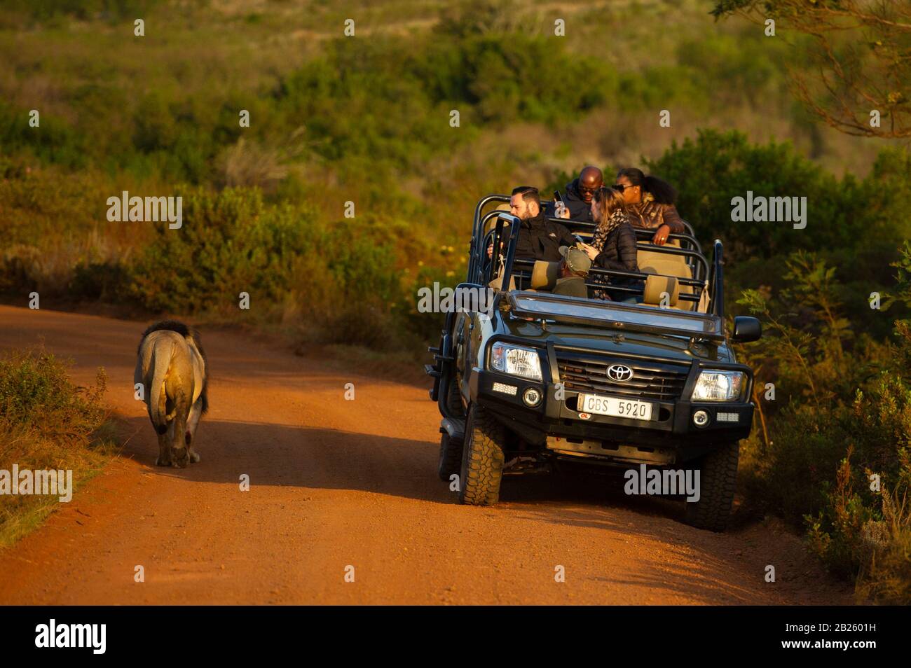 Tourists in game drive vehicle watching a lion, Panthera leo, Gondwana Game Reserve, South Africa Stock Photo