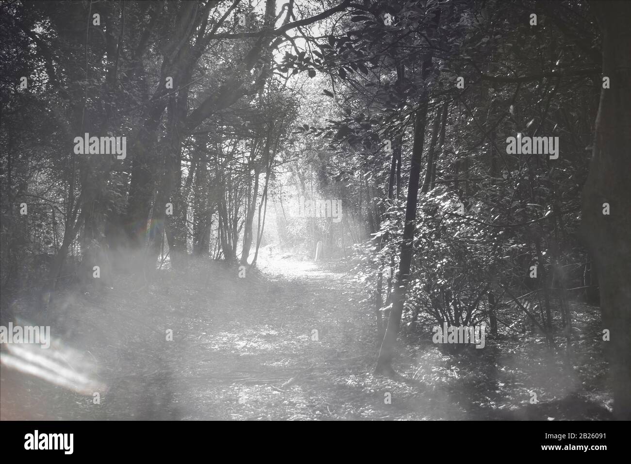 the ruins of an old house deep in the woods that was once used as a hotel but burnt down a long time ago after an argument between a wife and husband Stock Photo