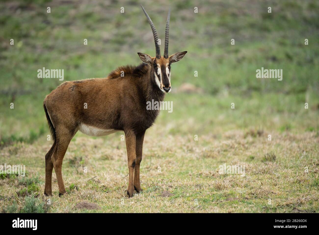 Sable antelope, Hippotragus niger, Gondwana Game Reserve, South Africa Stock Photo