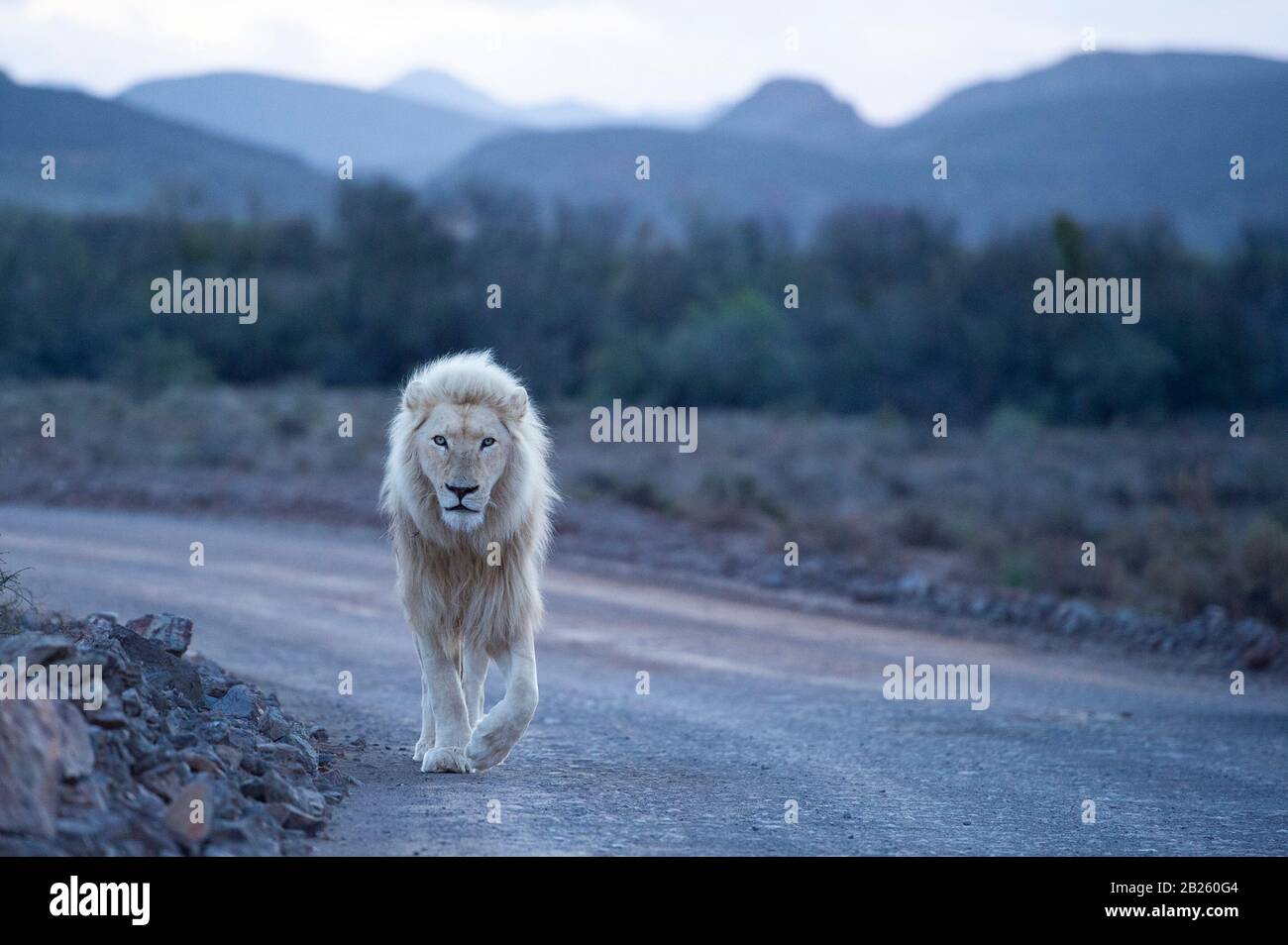 White lion, Panthera leo, Sanbona Wildlife Reserve, South Africa Stock