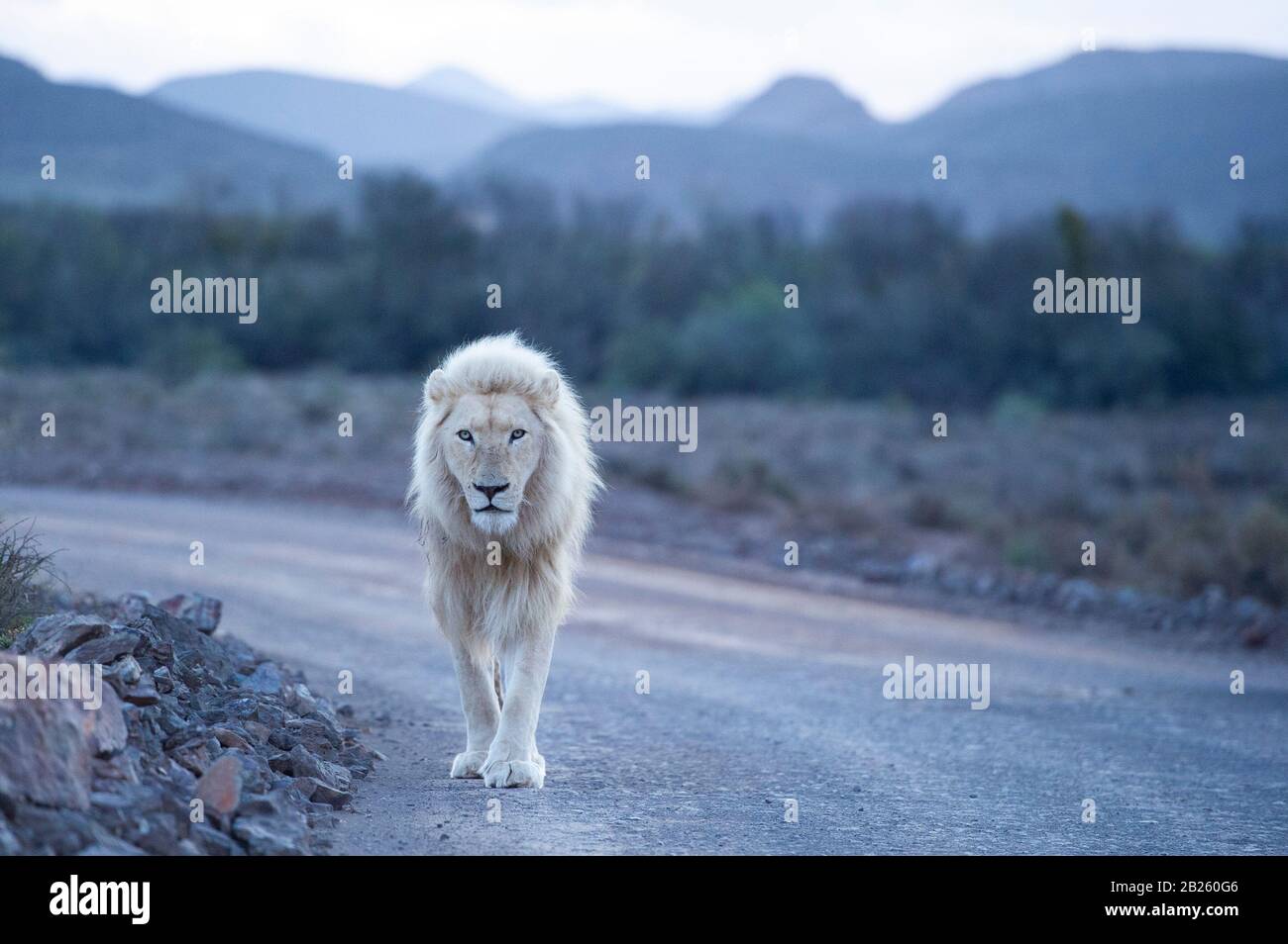 White lion, Panthera leo, Sanbona Wildlife Reserve, South Africa Stock Photo