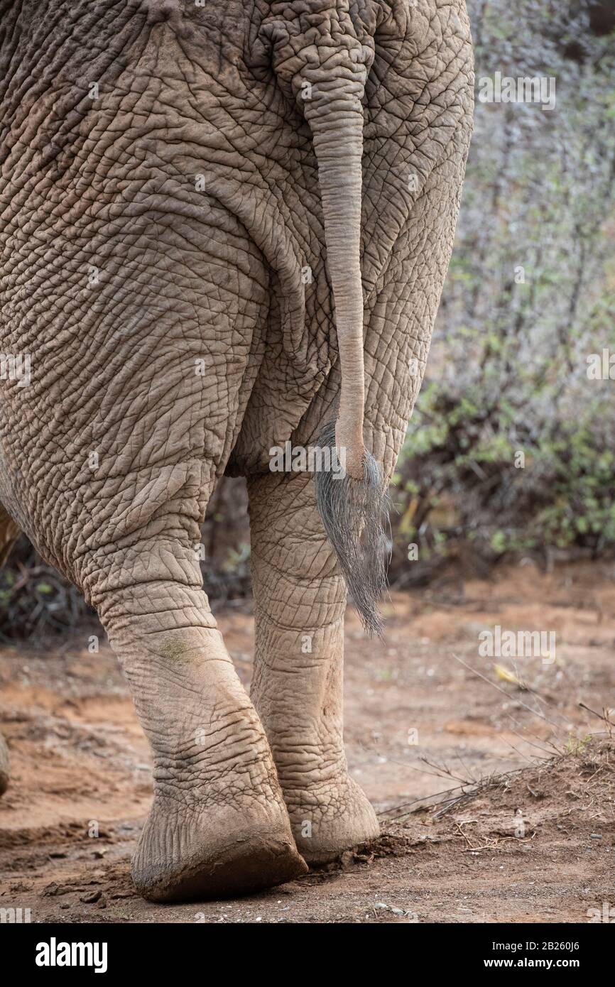 African elephant tail, Loxodonta africana africana, Sanbona Wildlife Reserve, South Africa Stock Photo