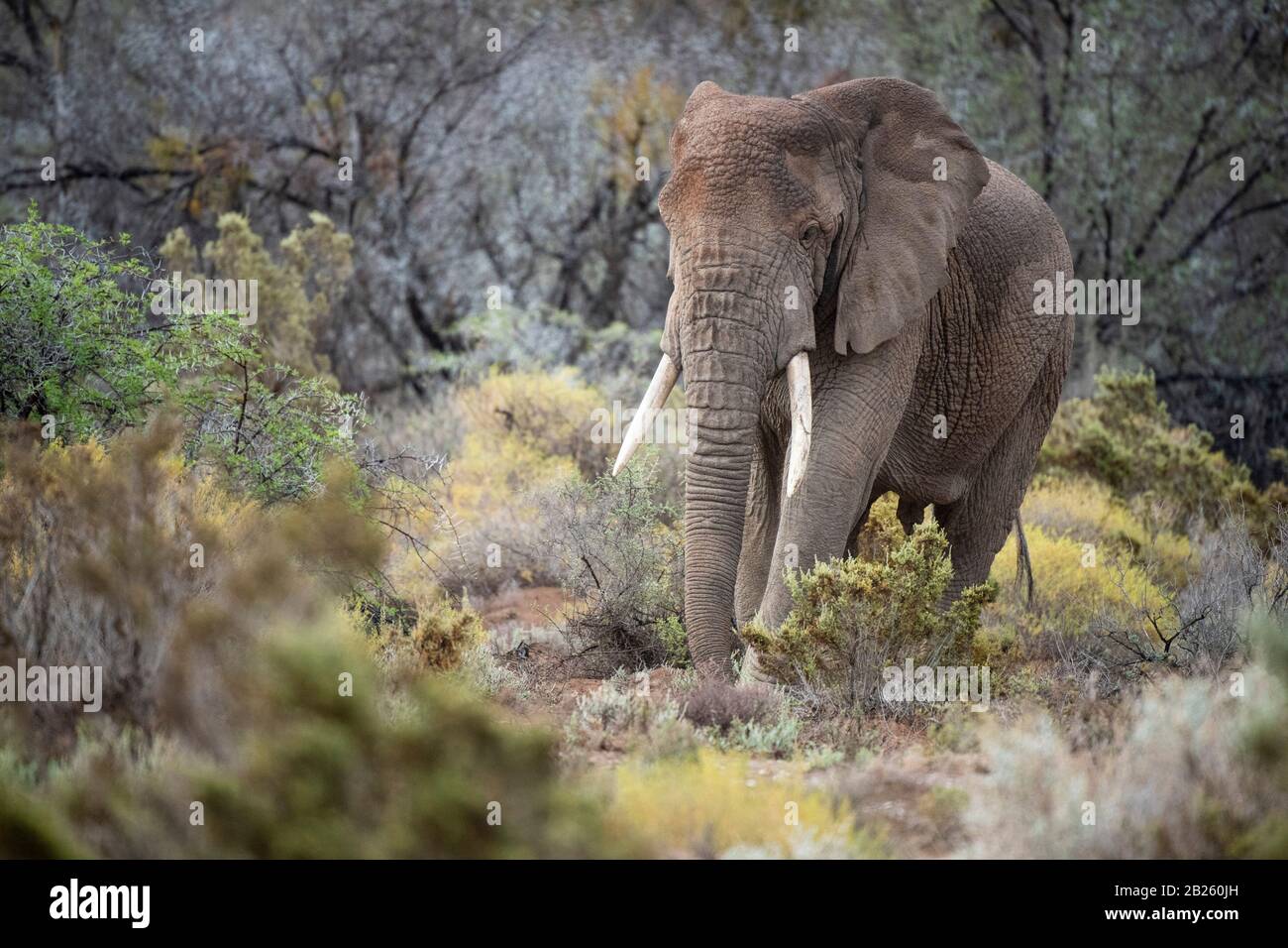 African elephant in fynbos vegetation, Loxodonta africana africana