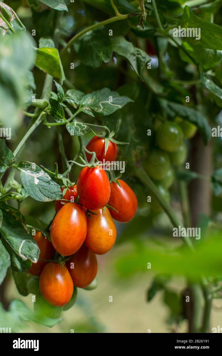 Ripe Roma Closeup bunch ripe roma hi-res stock photography and images - Alamy