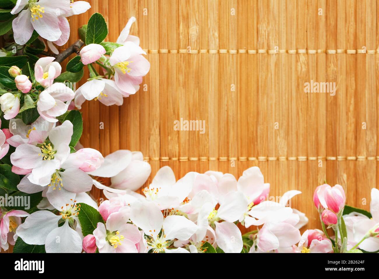 Frame of spring flowers of sakura on bamboo background. Beautiful