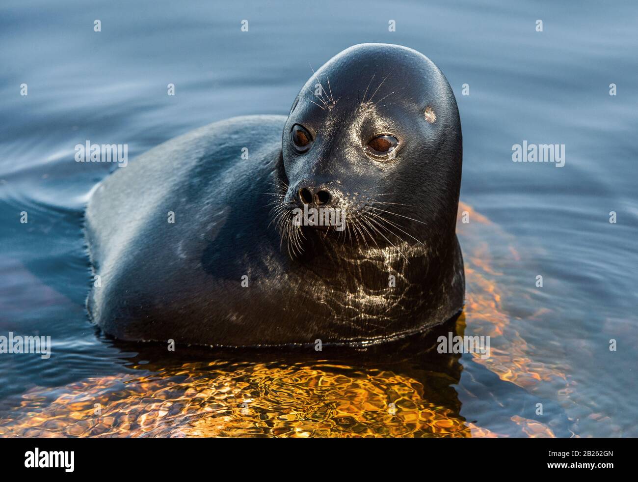 The Ladoga ringed seal resting on a stone. Close up portrait. Scientific name: Pusa hispida ladogensis. The Ladoga seal in a natural habitat. Ladoga L Stock Photo