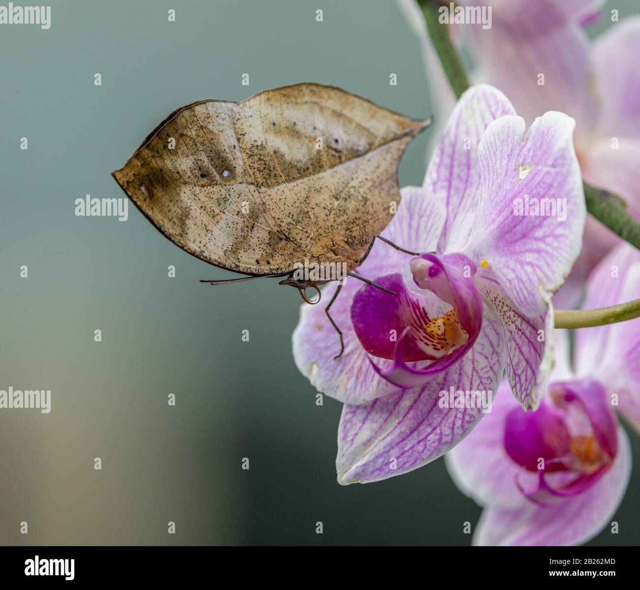 closed butterfly looking like a leaf on orchid flower Stock Photo