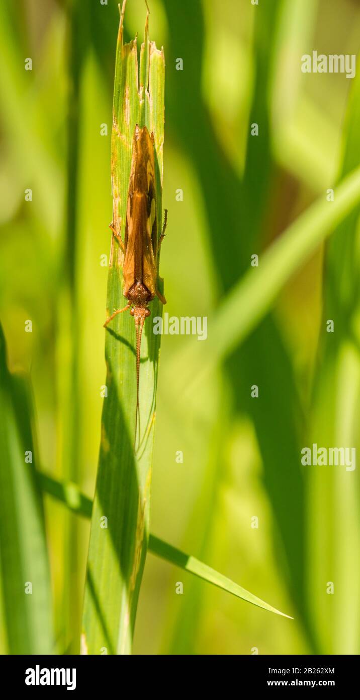 brown insect hiding on grass blade, wild Stock Photo Alamy