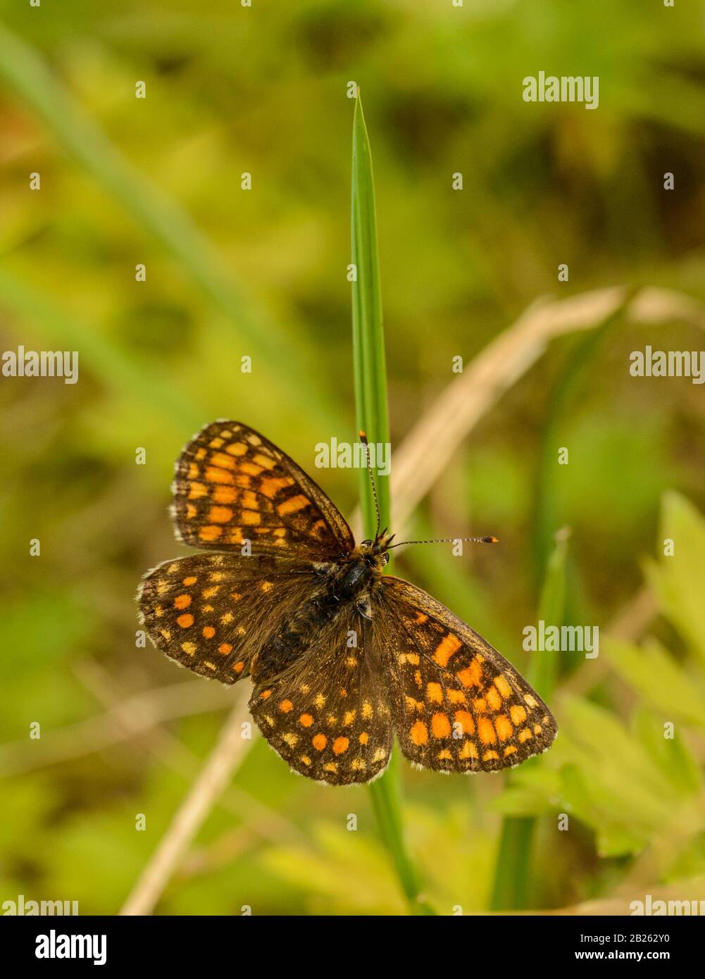 Brown and orange butterfly hires stock photography and images Alamy
