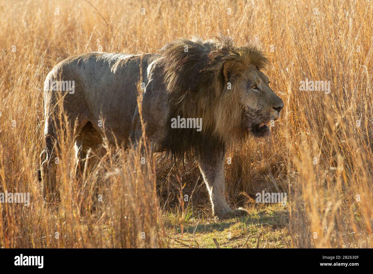 Lion, Panthero leo, Welgevonden Game Reserve, South Africa Stock Photo