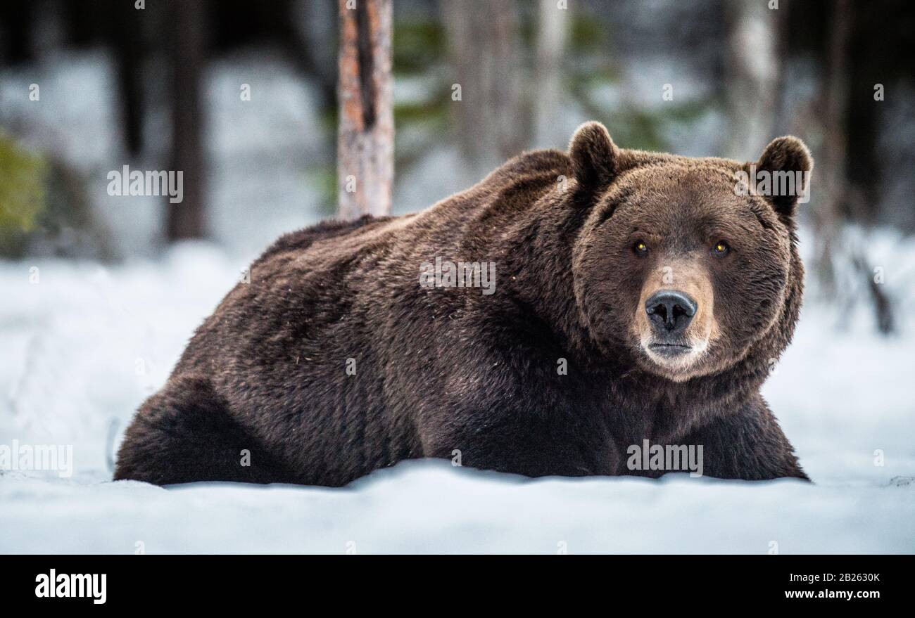 Adult male of Brown Bear lies in the snow in winter forest at night twilight. Big Adult Male of Brown bear, Scientific name: Ursus Arctos. Natural Hab Stock Photo