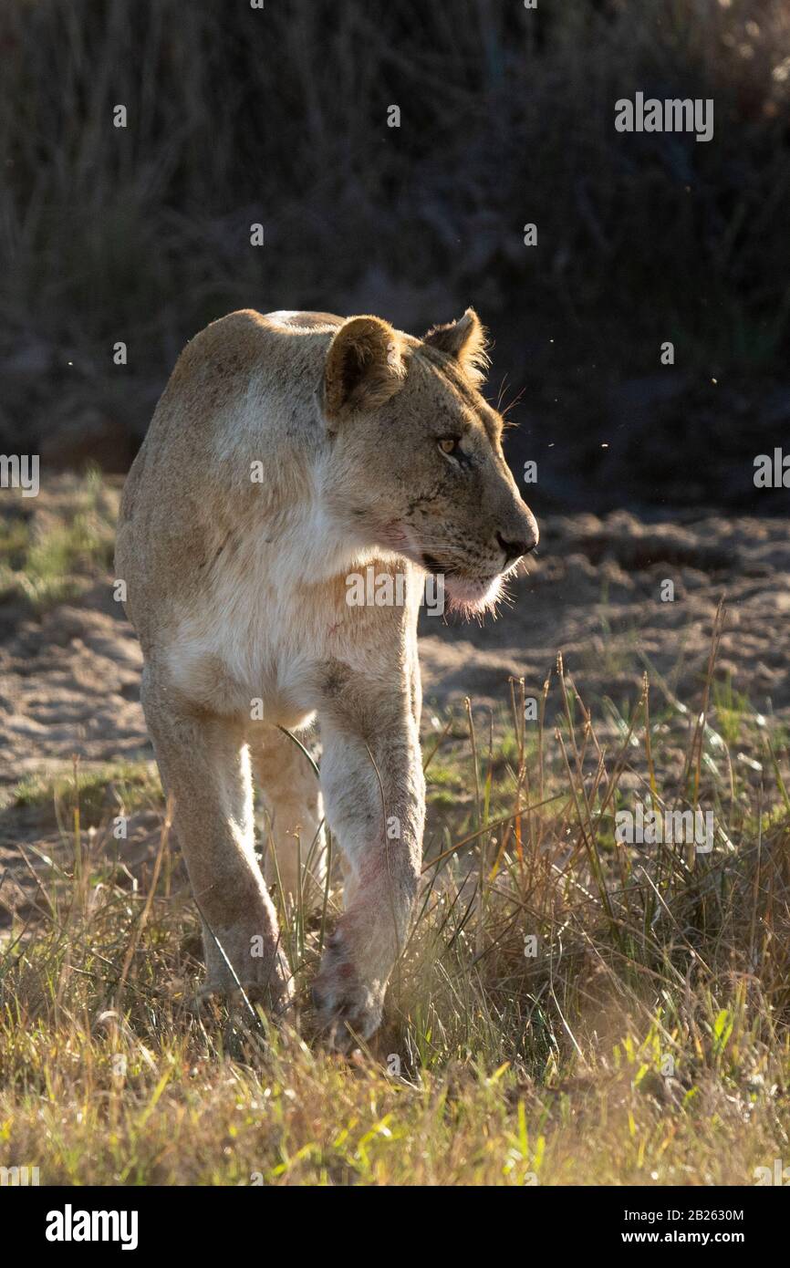 Lion, Panthero leo, Welgevonden Game Reserve, South Africa Stock Photo