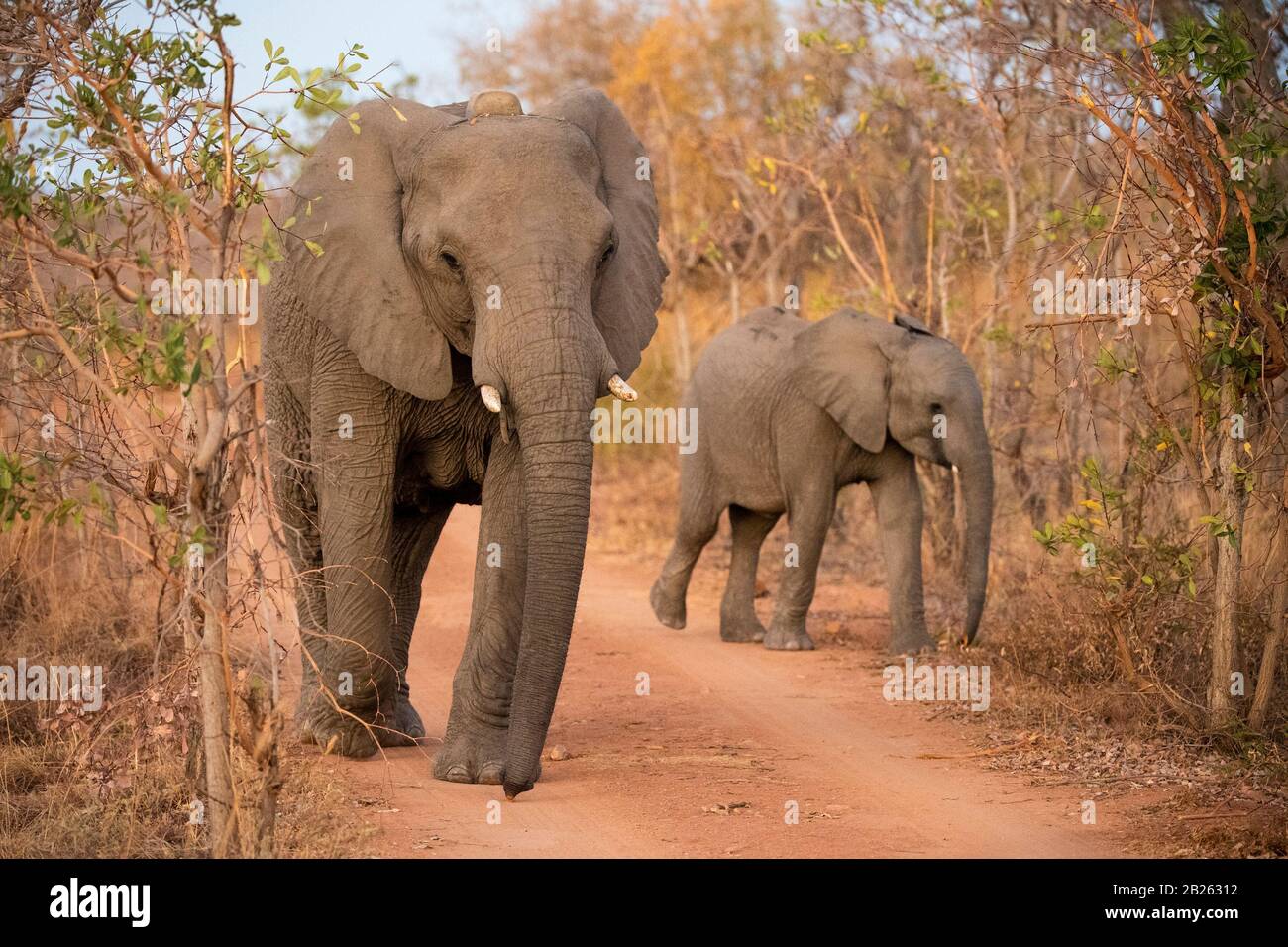 African elephant, Loxodonta africana africana, Welgevonden Game Reserve, South Africa Stock Photo