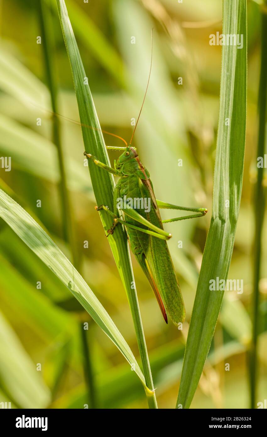 big green long horned grasshopper on grass blade, wild Stock Photo