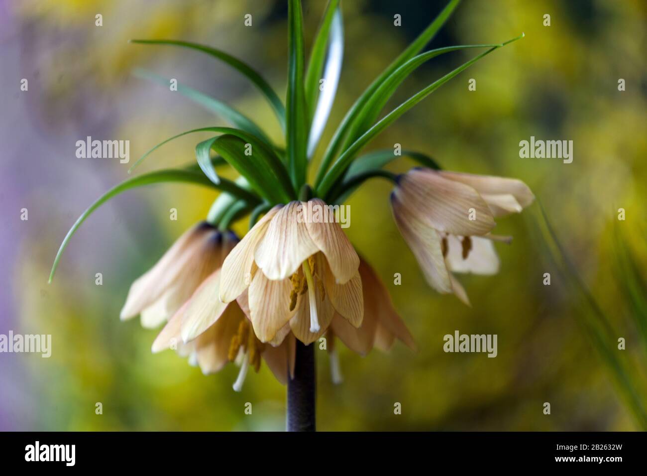 Crown Imperial Fritillary Blooming Flower Flowering Fritillaria imperalis Early Fantasy Fritillaria Flowers Fritillaria Early Fantasy Kings Crown Lily Stock Photo