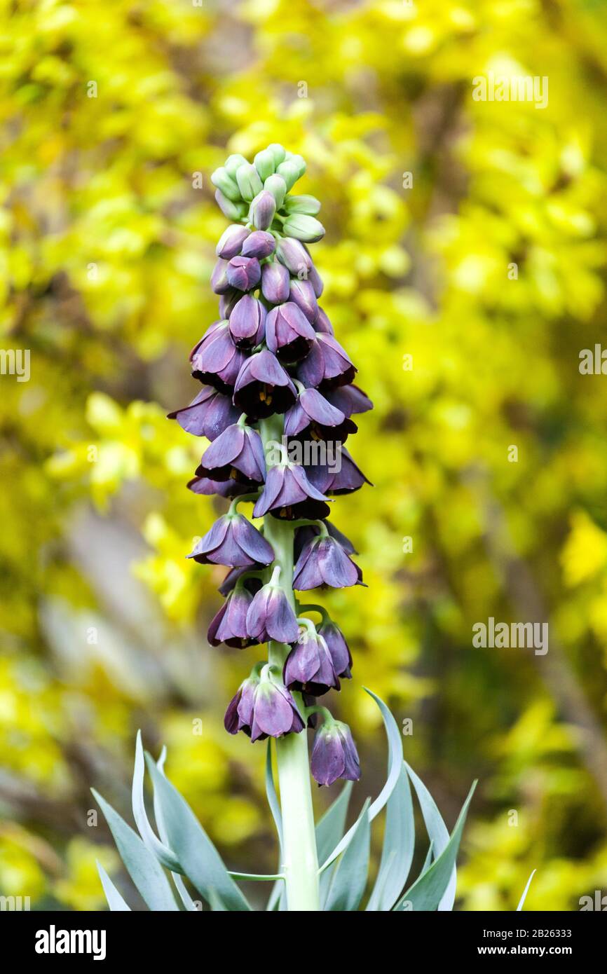 Persian Fritillary Fritillaria persica Stock Photo