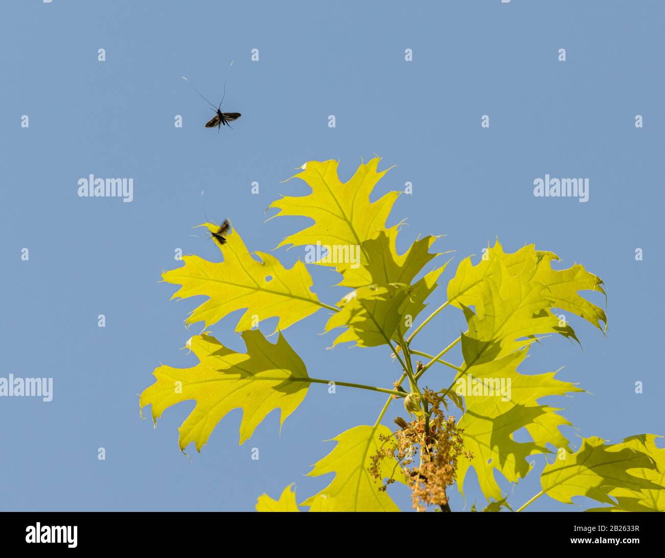 black winged insects with long antennas flying around green oak leaves against blue sky, wild Stock Photo