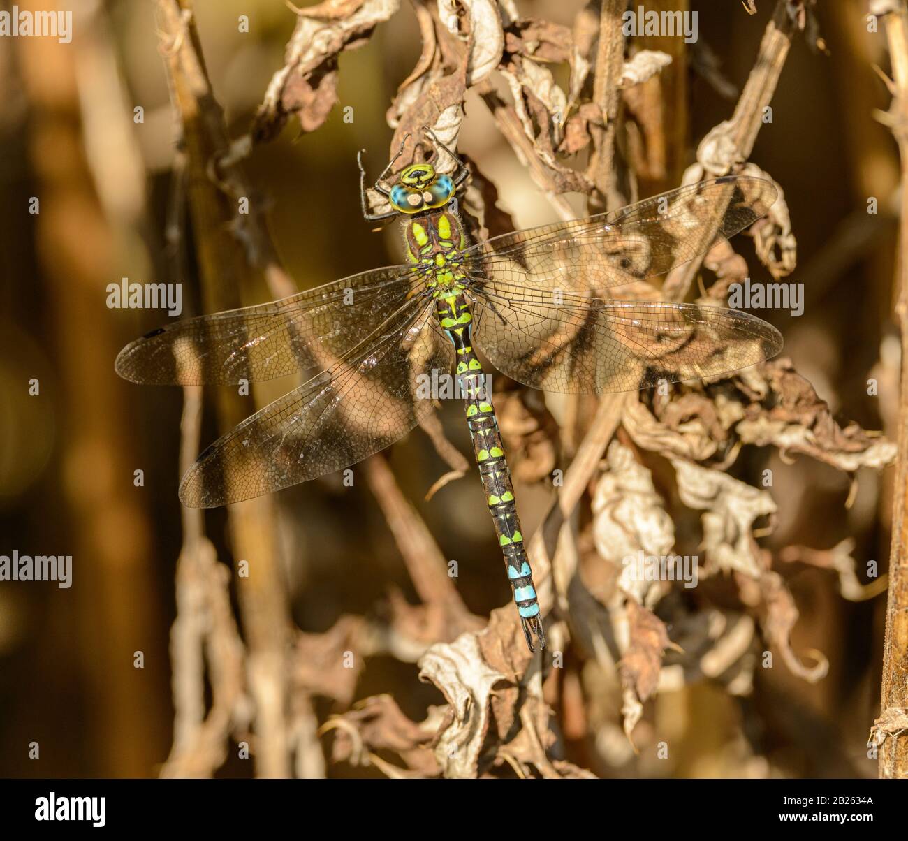 big blue green dragonfly sitting on dry plant wild Stock Photo - Alamy