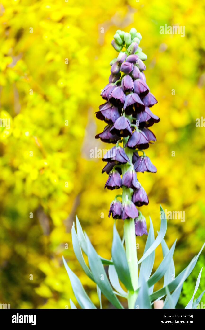 Persian Fritillary flower Fritillaria persica spring yellow background march flowers Stock Photo