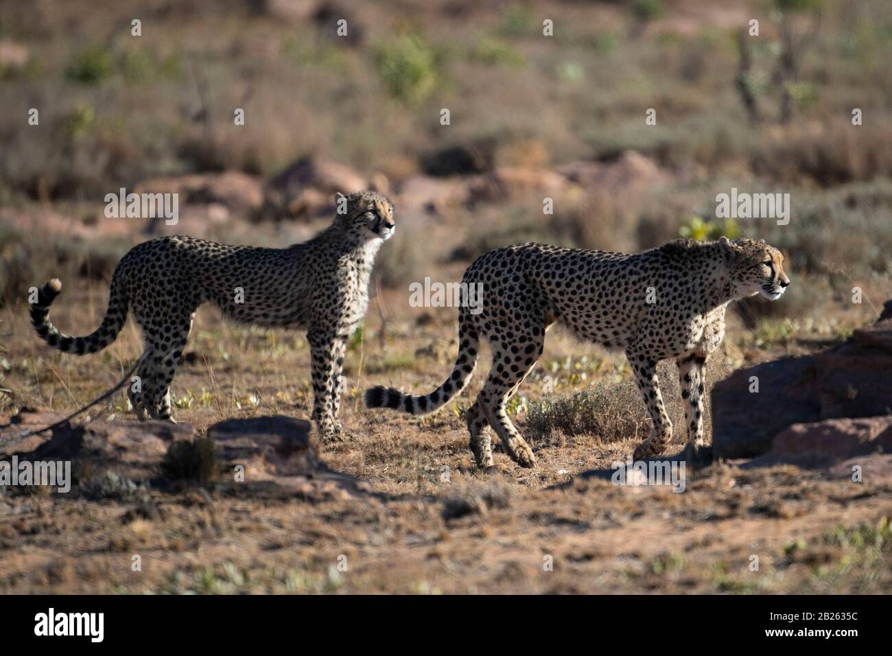 Cheetah, Acinonyx jubatus, Welgevonden Game Reserve, South Africa Stock Photo