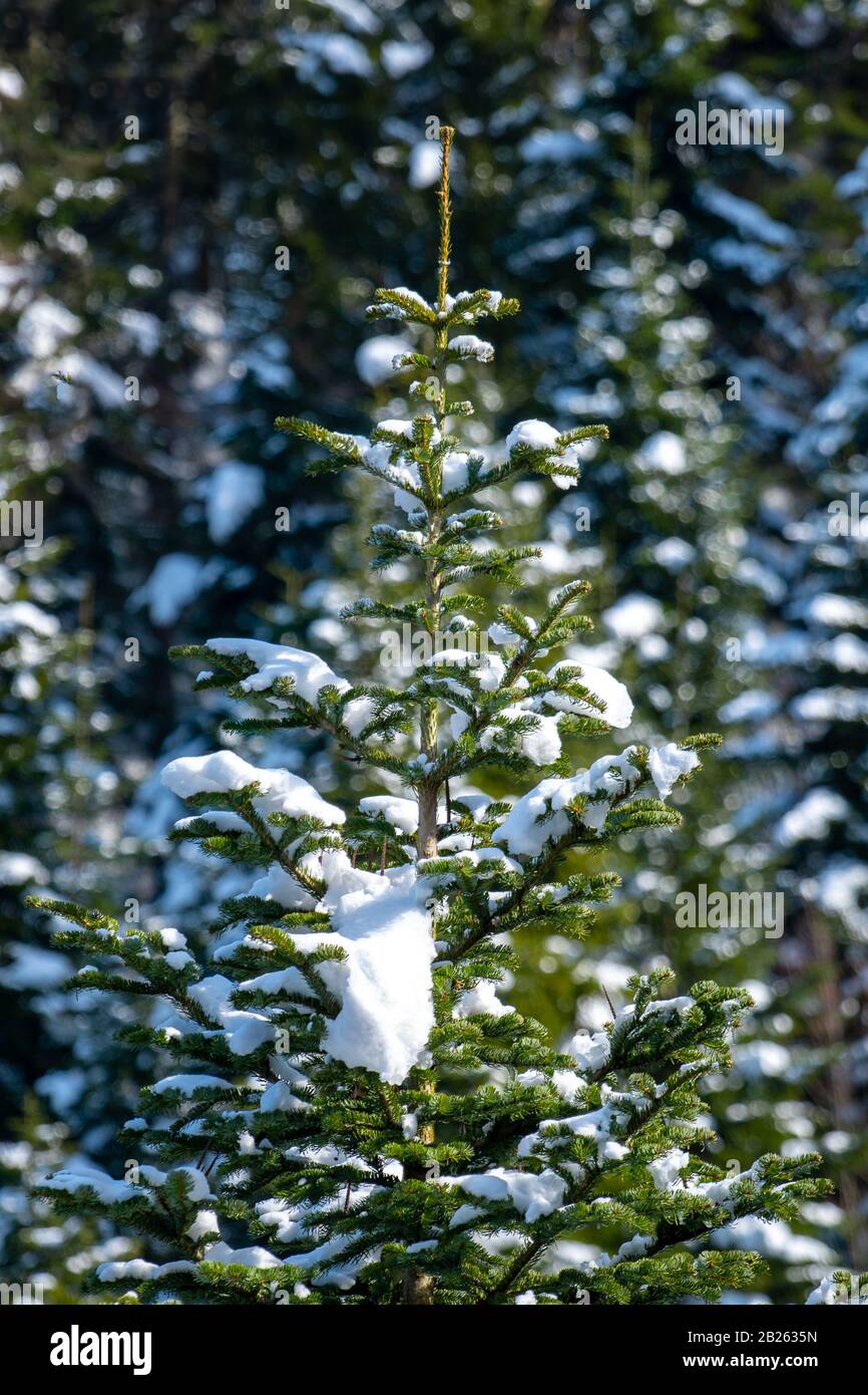 Pine Tree High Resolution Stock Photography and Images Alamy