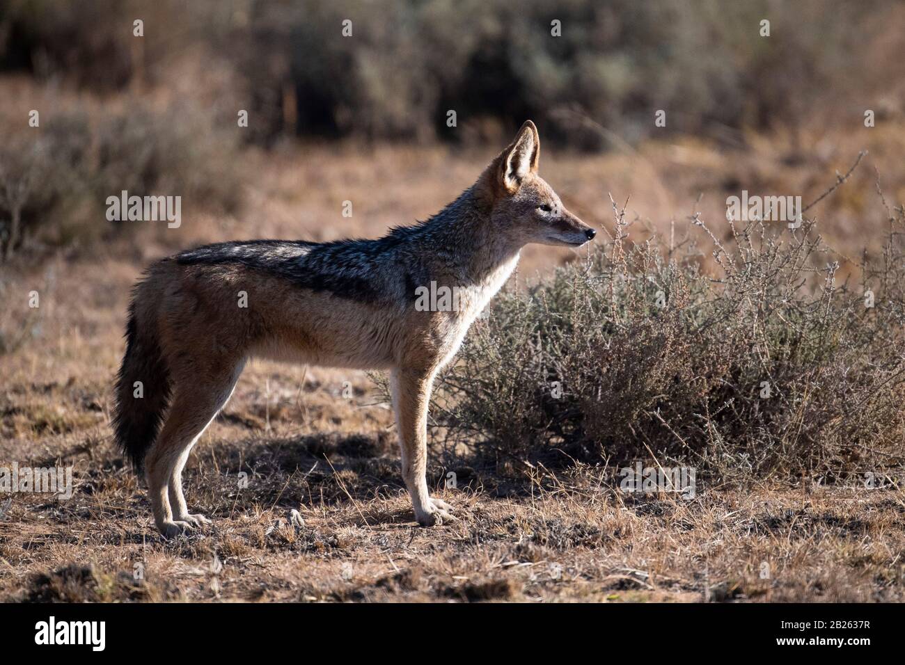 Black-backed jackal, Canis mesomelas, Welgevonden Game Reserve, South Africa Stock Photo