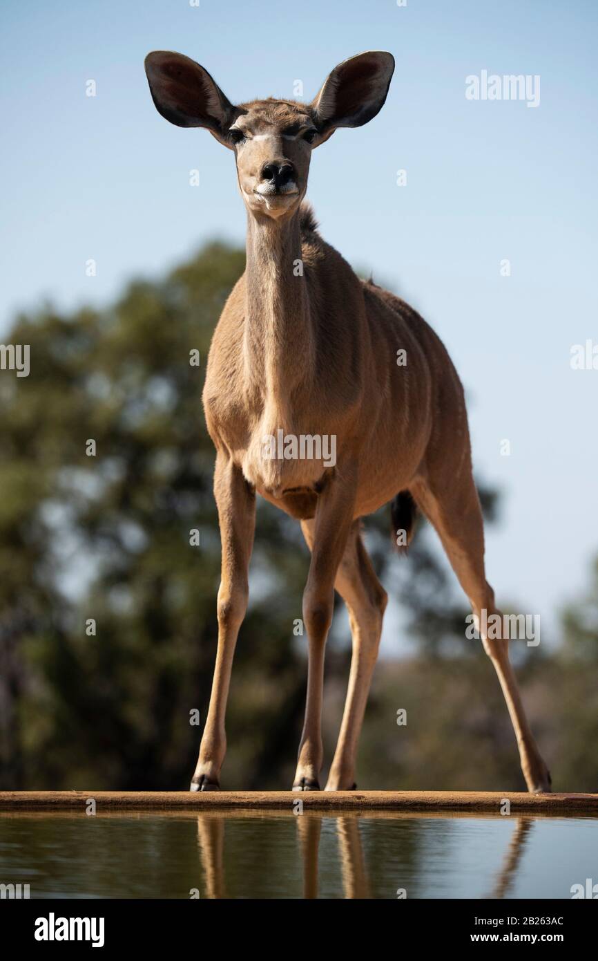 Female greater kudu drinking, Tragelaphus strepsiceros, Welgevonden Game Reserve, South Africa Stock Photo