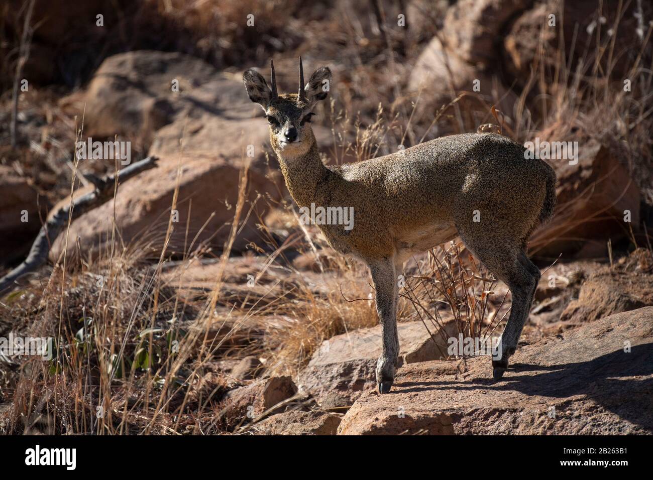 Klipspringer, Oreotragus oreotragus, Welgevonden Game Reserve, South Africa Stock Photo