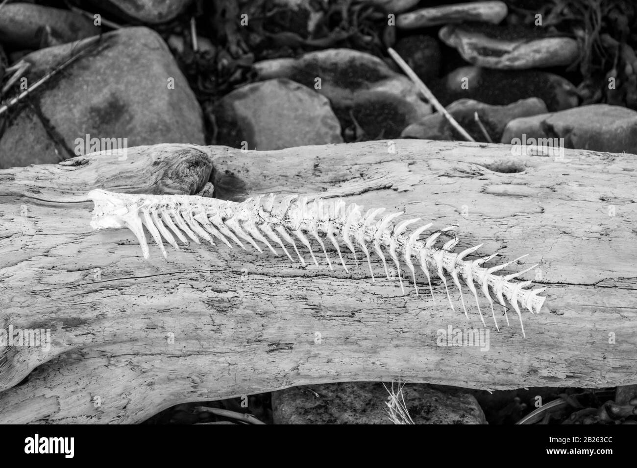 Fish bone lying on driftwood at Atlantic coast in Iceland black and white photo Stock Photo
