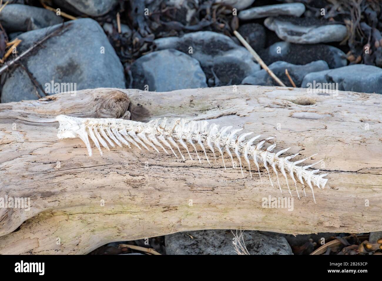 Fish bone lying on driftwood at Atlantic coast of Iceland Stock Photo