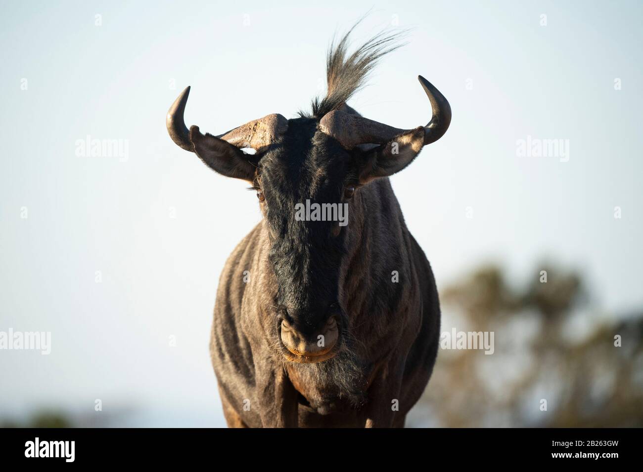 Blue wildebeest, Connochaetes taurinus, Welgevonden Game Reserve, South Africa Stock Photo