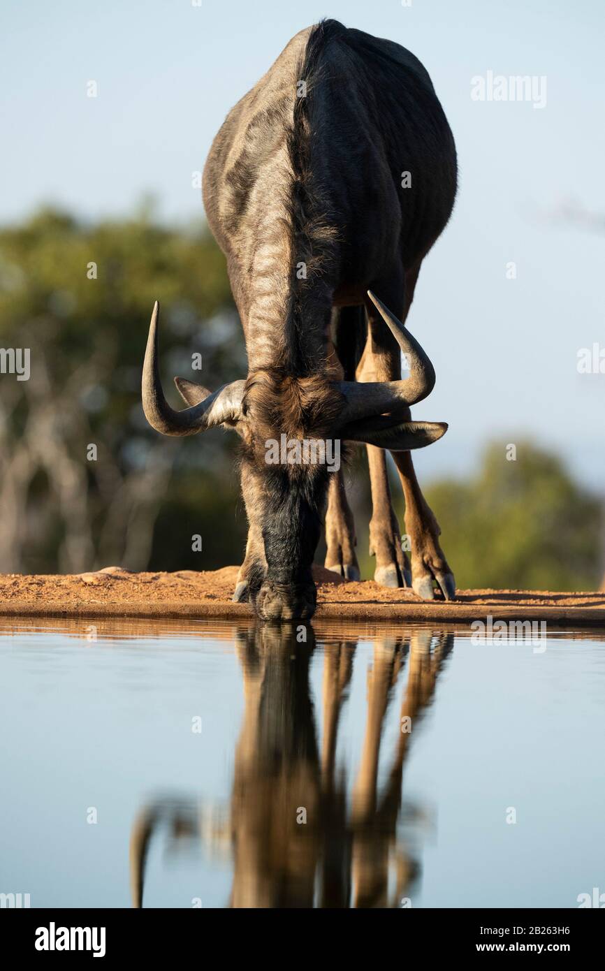 Blue wildebeest, Connochaetes taurinus, Welgevonden Game Reserve, South Africa Stock Photo