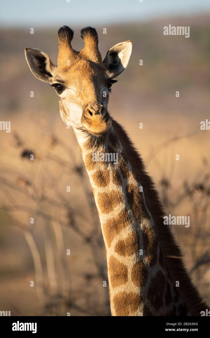 Southern giraffe, Giraffa camelopardalis giraffa, Welgevonden Game Reserve, South Africa Stock Photo