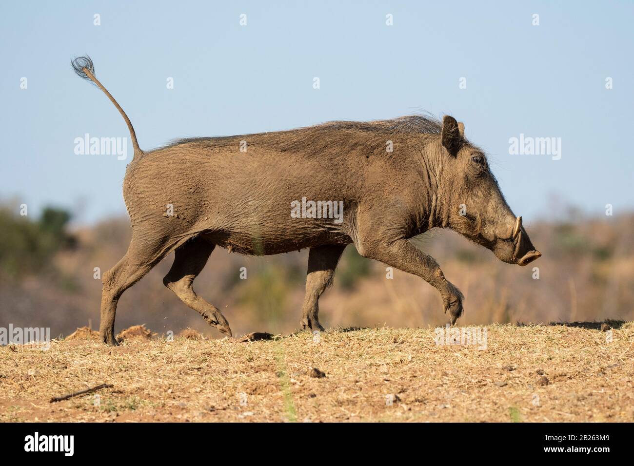 Warthog running with tail up, Phacochoerus africanus, Welgevonden Game Reserve, South Africa Stock Photo