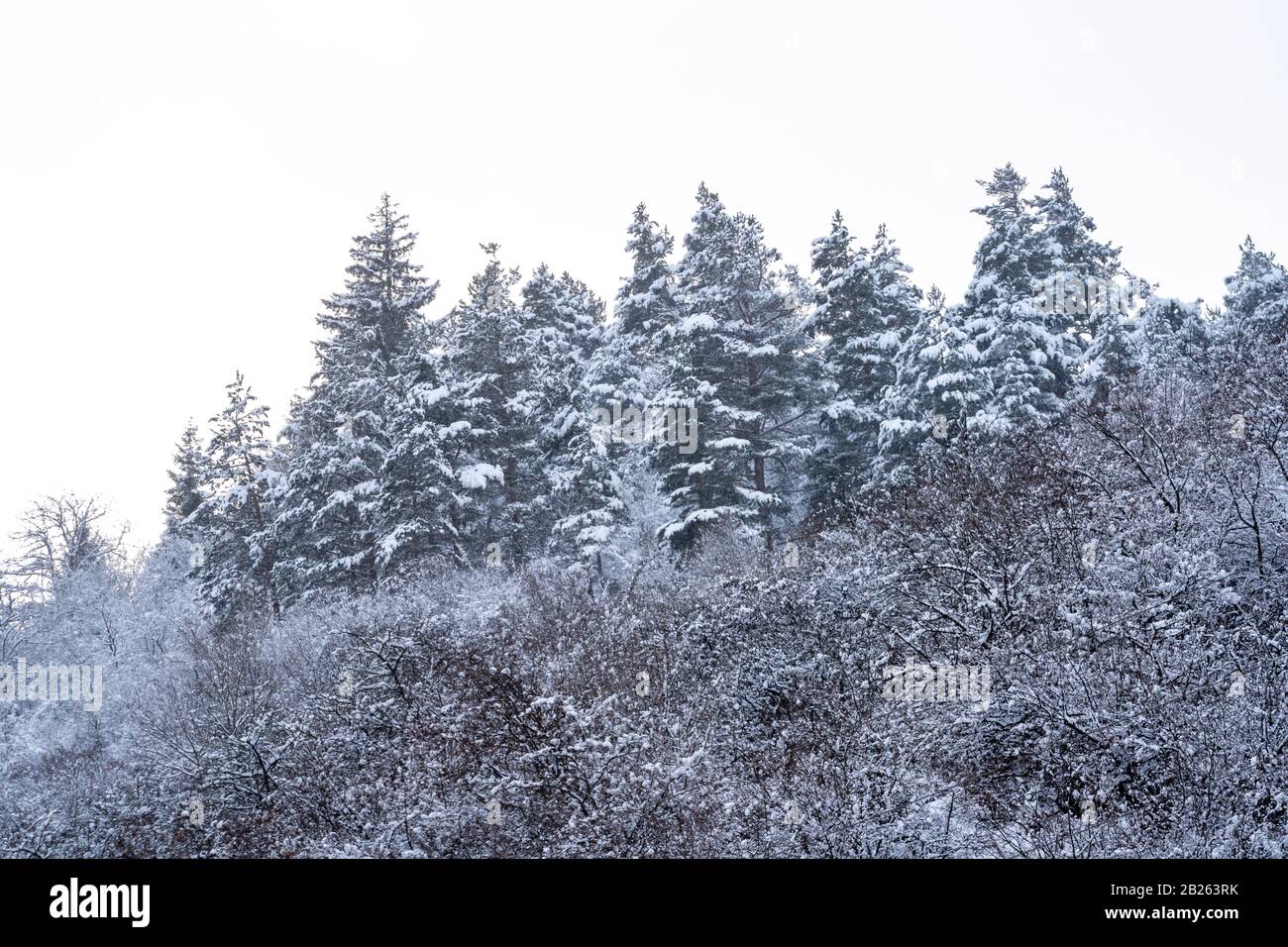 Snow covered pine tree forest in nature, Bakuriani, Georgia Stock Photo ...