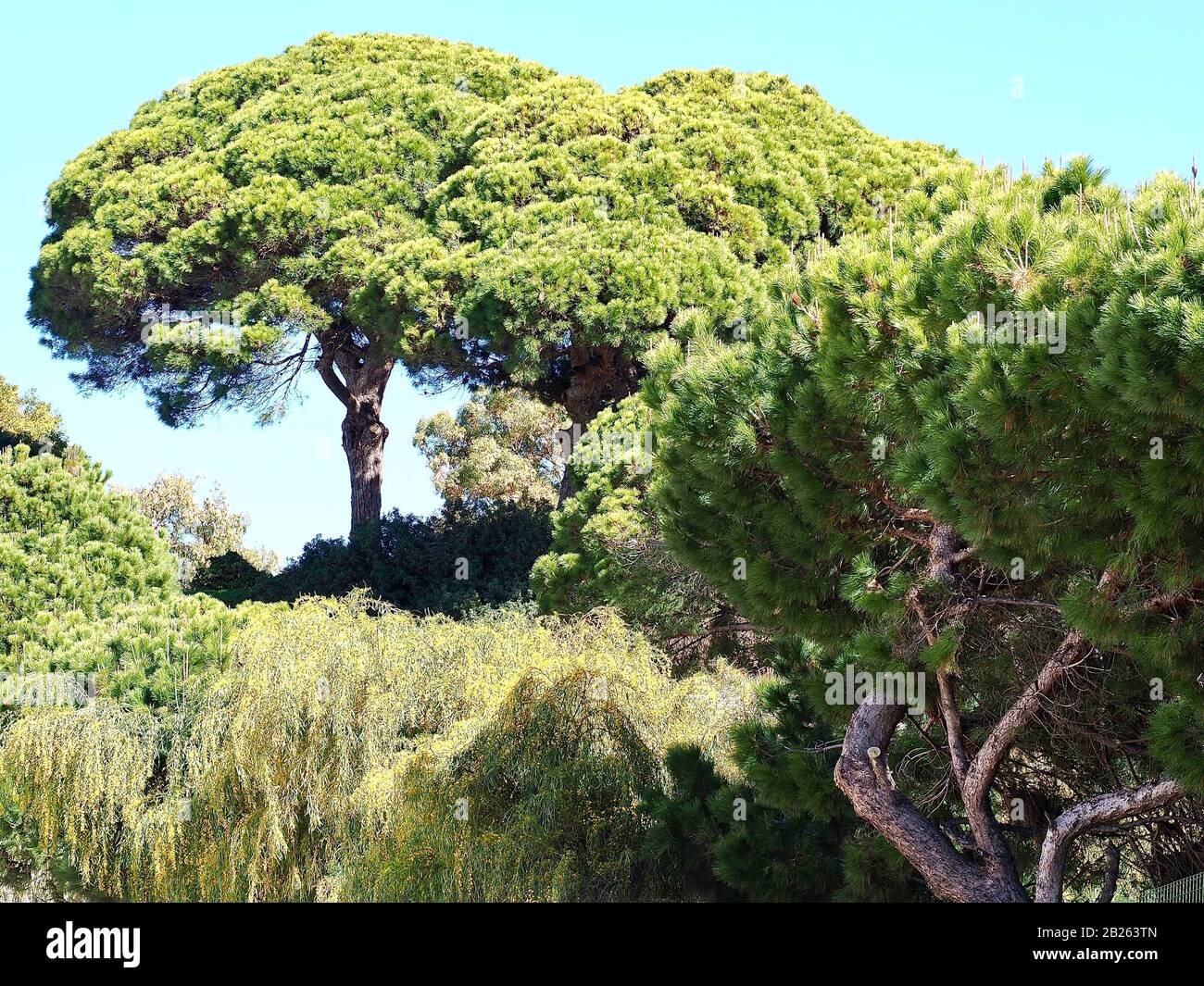 Big Pine trees-typical nature at the Algarve coast of Portugal Stock ...
