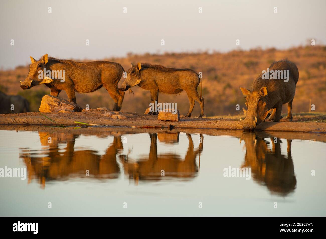 Warthog, Phacochoerus africanus, Welgevonden Game Reserve, South Africa Stock Photo