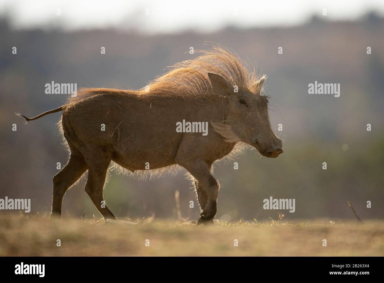 Warthog, Phacochoerus africanus, Welgevonden Game Reserve, South Africa Stock Photo