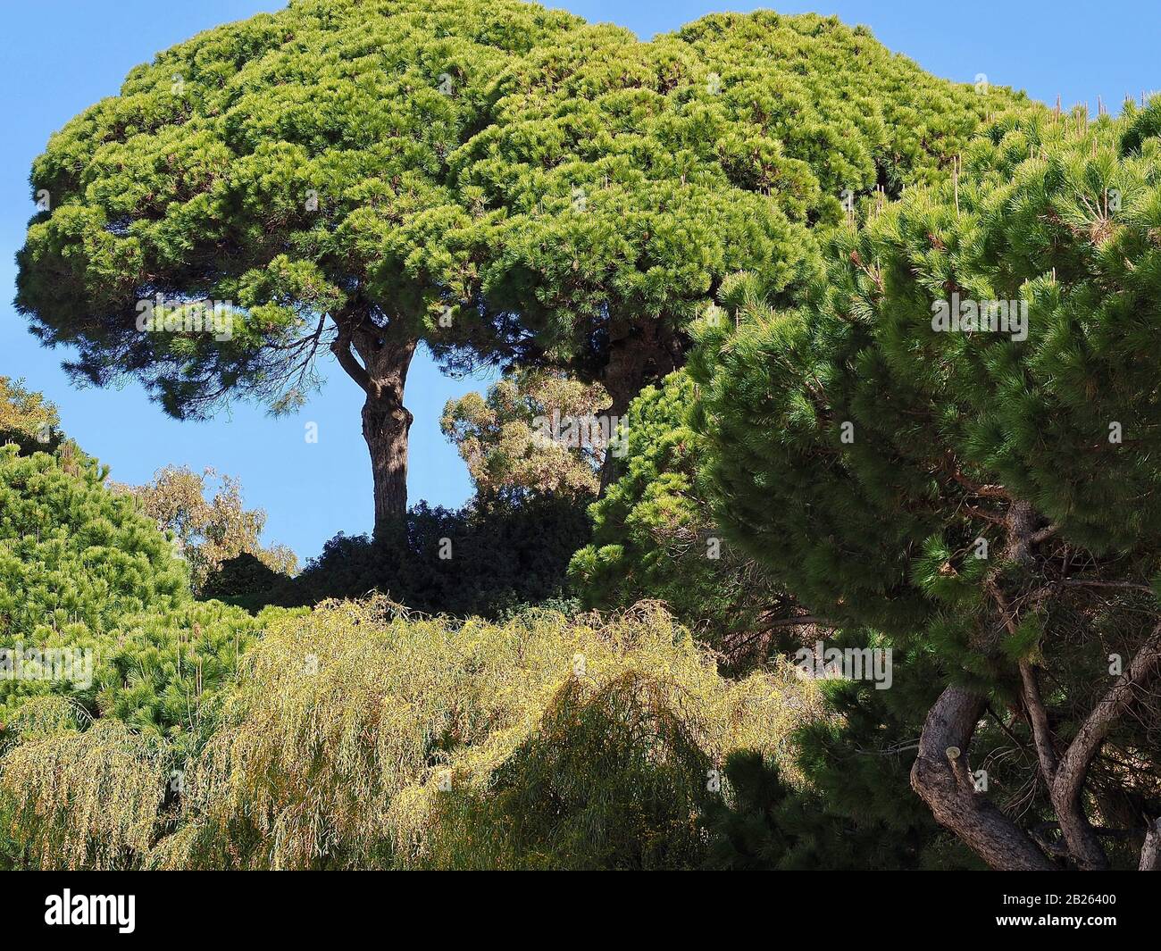 Big Pine trees-typical nature at the Algarve coast of Portugal Stock ...
