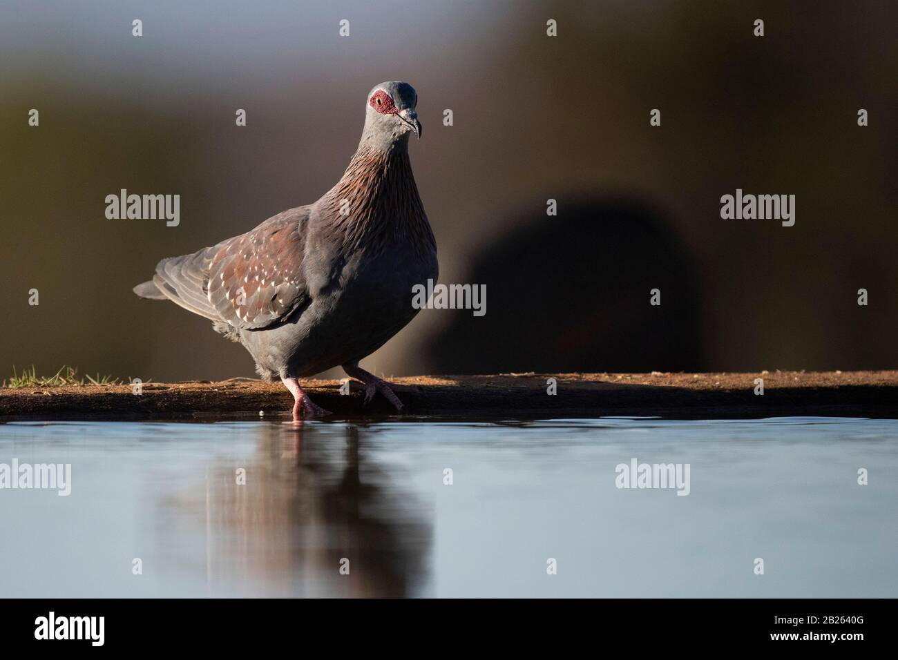 Speckled pigeon, Columba guinea, Welgevonden Game Reserve, South Africa Stock Photo