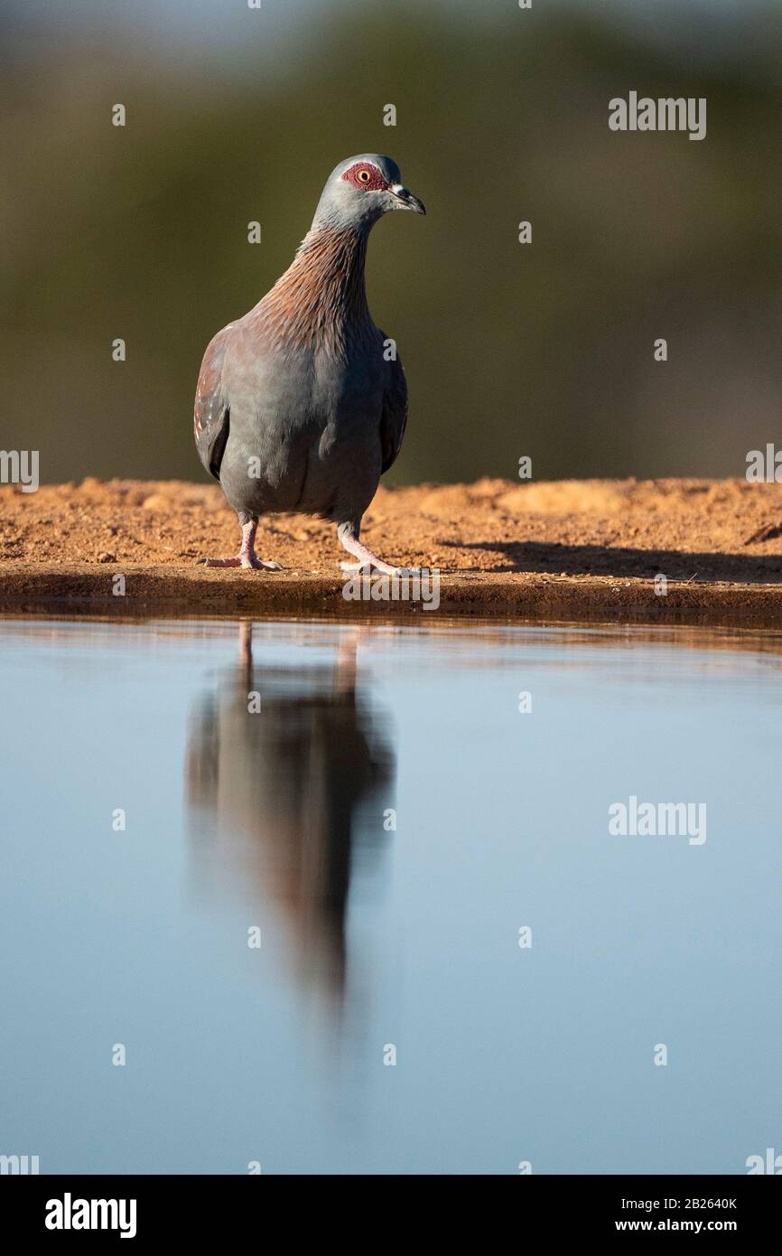 Speckled pigeon, Columba guinea, Welgevonden Game Reserve, South Africa Stock Photo