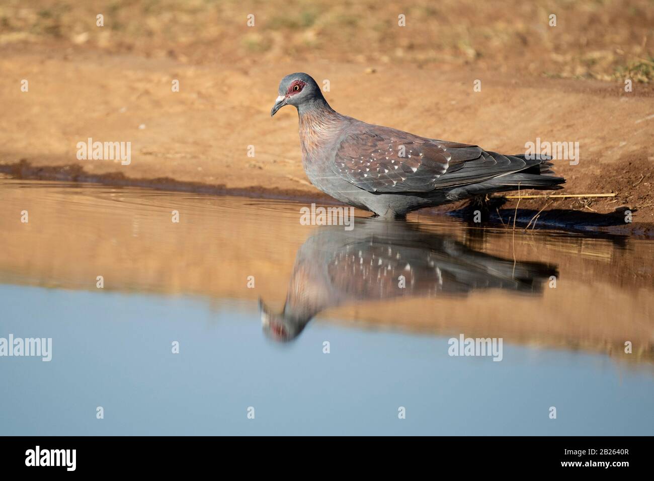 Speckled pigeon drinking, Columba guinea, Welgevonden Game Reserve, South Africa Stock Photo