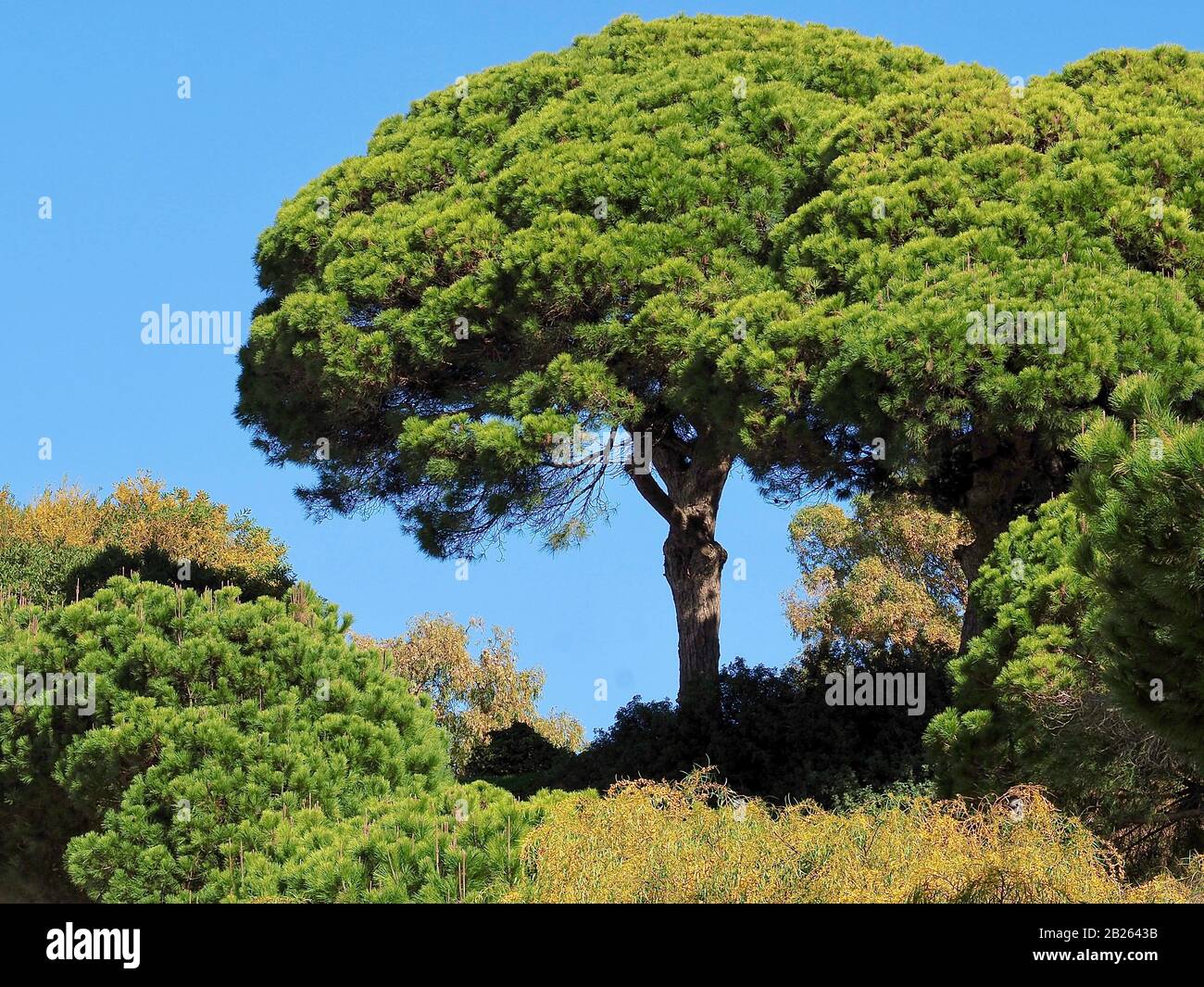 Big Pine trees-typical nature at the Algarve coast of Portugal Stock ...