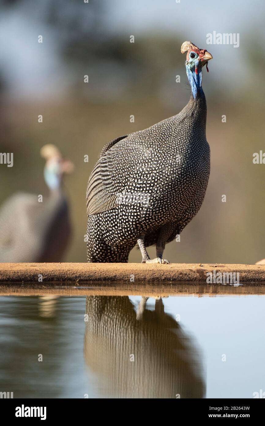 Helmeted guineafowl, Numida meleagris, Welgevonden Game Reserve, South Africa Stock Photo